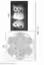 Fig. 89 - Application of orbital angular momentum to Fiber, FSO and RF
