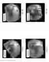 Fig. 09 - Wide-scale terrestrial light-field imaging of the sky