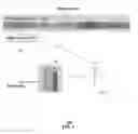 Fig. 02 - Method and apparatus for targeted advertising with delivery of content