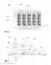 Fig. 05 - Channel estimation for a subset of resource elements of a resource block