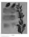 Fig. 02 - Plum tree named 'SUPLUMFORTYEIGHT'