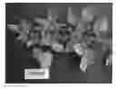 Fig. 01 - Raspberry plant named 'PIRINGER'
