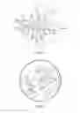 Fig. 12 - Dog feces collecting device