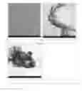 Fig. 08 - Antibacterial micro- and nanoparticles comprising a chlorhexidine salt, method of production and uses thereof