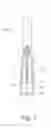 Fig. 02 - Applicator for applying a product to the eyelashes and/or eyebrows