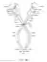 Fig. 08 - Curved cannula surgical system