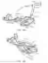 Fig. 34 - Curved cannula surgical system