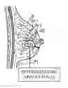 Fig. 01 - IMAGEABLE BIOPSY SITE MARKER
