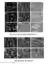 Fig. 07 - Scaffolds for soft tissue and uses thereof