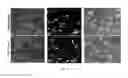 Fig. 13 - Scaffolds for soft tissue and uses thereof