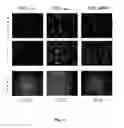Fig. 14 - Scaffolds for soft tissue and uses thereof