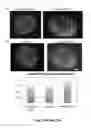 Fig. 23 - Scaffolds for soft tissue and uses thereof