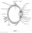 Fig. 02 - Exocapsular device and method for lens stabilization