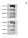 Fig. 02 - Curcumin solubilisate