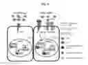 Fig. 07 - Compositions and methods for treating allergic inflammation through inhibition of NTRK1