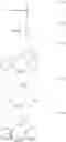 Fig. 11 - Cleavable drug conjugates, compositions thereof and methods of use