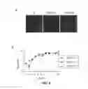 Fig. 05 - Materials and methods for preventing and treating microbe-mediated epithelial disorders