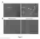 Fig. 06 - USE OF MESOTHELIAL CELLS IN TISSUE BIOENGINEERING AND ARTIFICIAL TISSUES