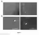 Fig. 07 - USE OF MESOTHELIAL CELLS IN TISSUE BIOENGINEERING AND ARTIFICIAL TISSUES