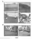 Fig. 08 - USE OF MESOTHELIAL CELLS IN TISSUE BIOENGINEERING AND ARTIFICIAL TISSUES