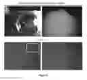 Fig. 09 - USE OF MESOTHELIAL CELLS IN TISSUE BIOENGINEERING AND ARTIFICIAL TISSUES