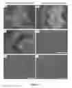 Fig. 14 - USE OF MESOTHELIAL CELLS IN TISSUE BIOENGINEERING AND ARTIFICIAL TISSUES