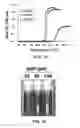 Fig. 02 - COMPOSITION FOR WOUND-HEALING COMPRISING ADULT STEM CELLS AND ELASTIN-LIKE POLYPEPTIDES