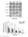 Fig. 05 - COMPOSITION FOR WOUND-HEALING COMPRISING ADULT STEM CELLS AND ELASTIN-LIKE POLYPEPTIDES