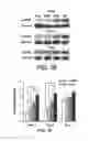 Fig. 07 - COMPOSITION FOR WOUND-HEALING COMPRISING ADULT STEM CELLS AND ELASTIN-LIKE POLYPEPTIDES