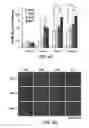 Fig. 09 - COMPOSITION FOR WOUND-HEALING COMPRISING ADULT STEM CELLS AND ELASTIN-LIKE POLYPEPTIDES