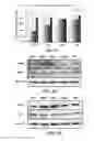 Fig. 12 - COMPOSITION FOR WOUND-HEALING COMPRISING ADULT STEM CELLS AND ELASTIN-LIKE POLYPEPTIDES