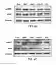 Fig. 13 - COMPOSITION FOR WOUND-HEALING COMPRISING ADULT STEM CELLS AND ELASTIN-LIKE POLYPEPTIDES