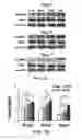 Fig. 16 - COMPOSITION FOR WOUND-HEALING COMPRISING ADULT STEM CELLS AND ELASTIN-LIKE POLYPEPTIDES