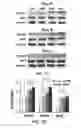 Fig. 17 - COMPOSITION FOR WOUND-HEALING COMPRISING ADULT STEM CELLS AND ELASTIN-LIKE POLYPEPTIDES