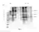 Fig. 13 - Purified amniotic membrane compositions and methods of use