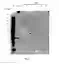 Fig. 16 - Purified amniotic membrane compositions and methods of use
