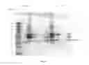 Fig. 17 - Purified amniotic membrane compositions and methods of use