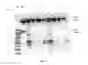 Fig. 20 - Purified amniotic membrane compositions and methods of use