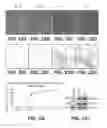 Fig. 23 - Amniotic membrane preparations and purified compositions and therapy for scar reversal and inhibition