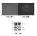 Fig. 26 - Amniotic membrane preparations and purified compositions and therapy for scar reversal and inhibition