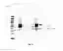 Fig. 17 - Amniotic membrane preparations and purified compositions and anti-angiogenesis treatment