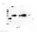 Fig. 18 - Amniotic membrane preparations and purified compositions and anti-angiogenesis treatment