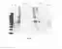 Fig. 19 - Amniotic membrane preparations and purified compositions and anti-angiogenesis treatment