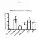 Fig. 04 - PROBIOTIC BIFIDOBACTERIUM LONGUM