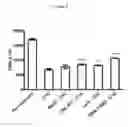 Fig. 06 - PROBIOTIC BIFIDOBACTERIUM LONGUM
