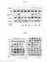 Fig. 13 - Lactobacillus brevis G-101 strain and use thereof