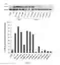 Fig. 04 - COMPOSITION OF PLANT EXTRACT AND ITS PHARMACEUTICAL COMPOSITION AND APPLICATION THEREOF
