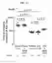 Fig. 15 - COMPOSITIONS AND METHODS FOR TREATMENT OF CARDIOVASCULAR DISEASE