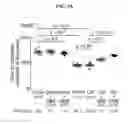Fig. 17 - COMPOSITIONS AND METHODS FOR TREATMENT OF CARDIOVASCULAR DISEASE