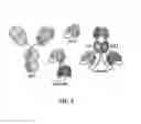 Fig. 02 - Immunoprotective primary mesenchymal stem cells and methods